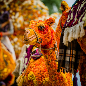 Corso Sint Jansklooster