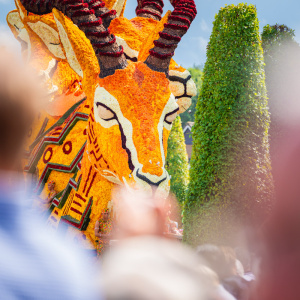 Corso Sint Jansklooster